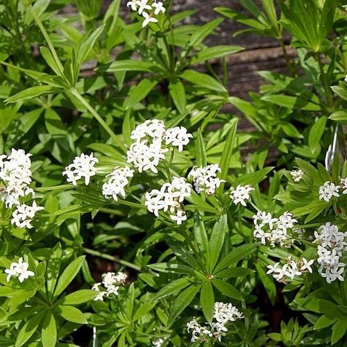 Galium odoratum - Future Forests