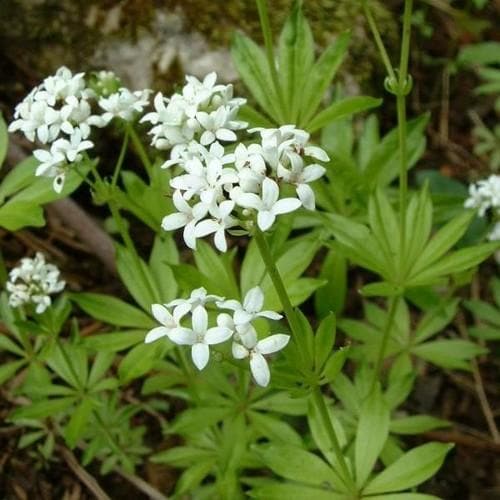 Galium odoratum - Future Forests