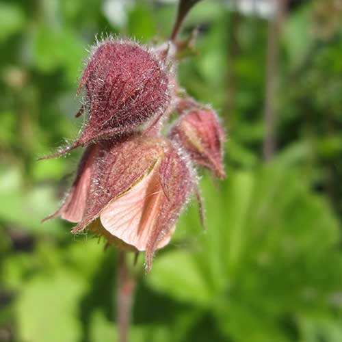 Geum rivale - Water Avens