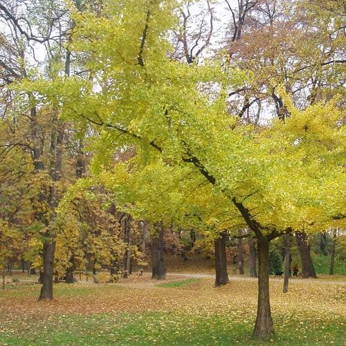 Ginkgo biloba Horizontalis - Future Forests