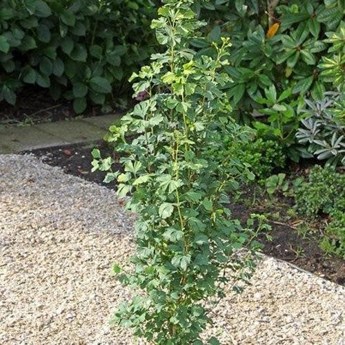 Ginkgo biloba Menhir - Future Forests