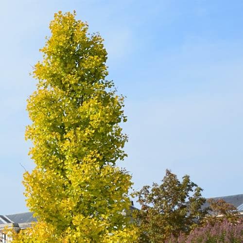 Ginkgo biloba Blagon - Future Forests