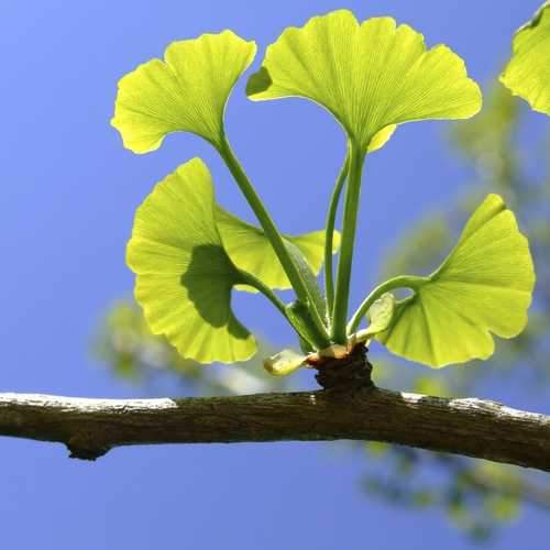 Ginkgo biloba - Maidenhair Tree - Future Forests