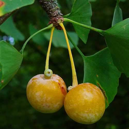 Ginkgo biloba - Maidenhair Tree - Future Forests
