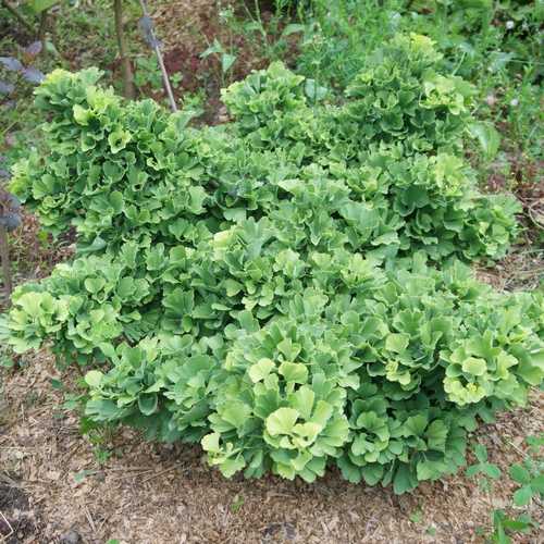 Ginkgo biloba Troll - Future Forests
