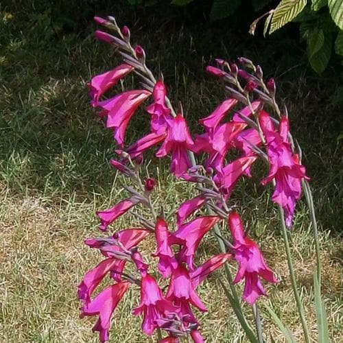 Gladiolus communis ssp. byzantinus - Future Forests