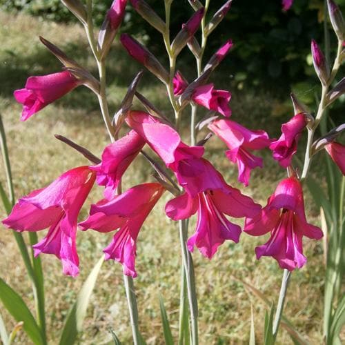 Gladiolus communis ssp. byzantinus - Future Forests