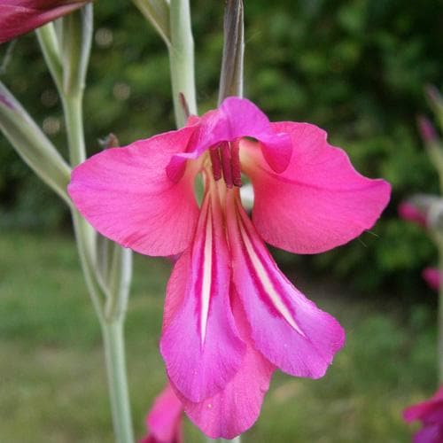 Gladiolus communis ssp. byzantinus - Future Forests