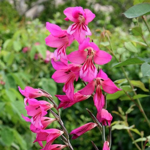 Gladiolus communis ssp. byzantinus - Future Forests