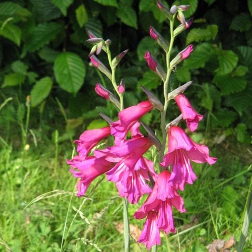 Gladiolus communis ssp. byzantinus - Future Forests