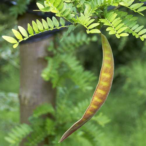 Gleditsia tri Sunburst - Future Forests