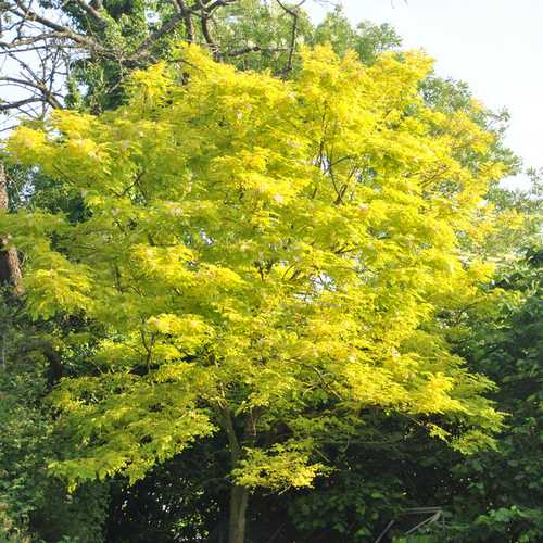Gleditsia tri Sunburst - Future Forests