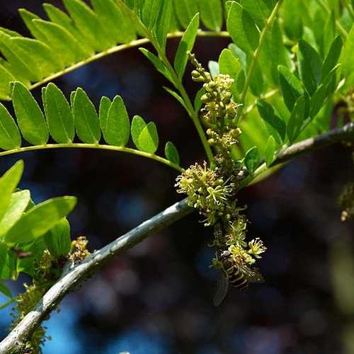 Gleditsia tri Sunburst - Future Forests