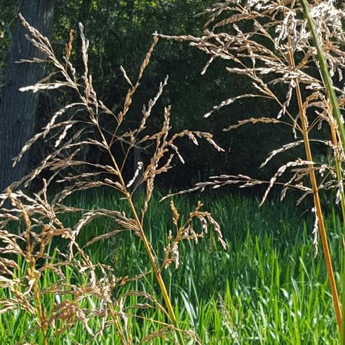 Glyceria maxima var. variegata - Future Forests