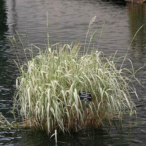 Glyceria maxima var. variegata
