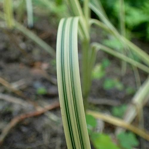 Glyceria maxima var. variegata