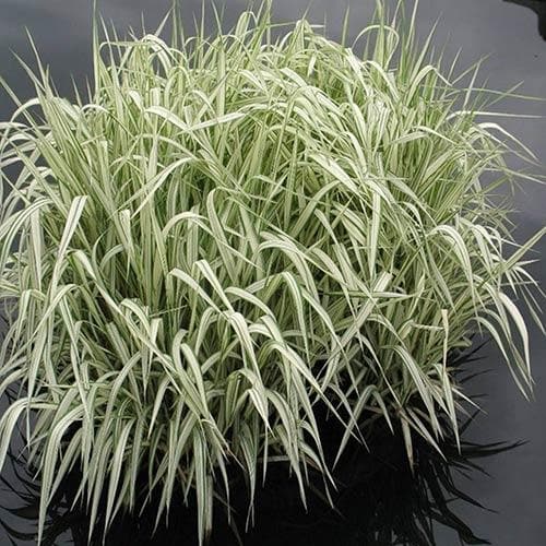 Glyceria maxima var. variegata