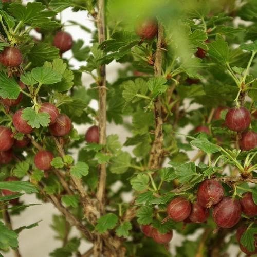 Gooseberry Hinnonmaki Red - Future Forests