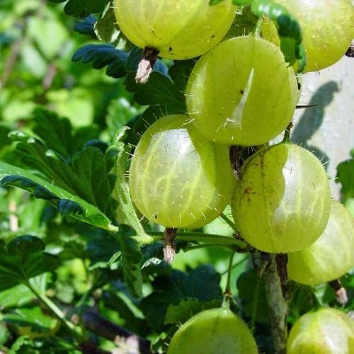Gooseberry Leveller - Future Forests