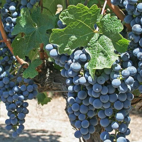 Grape Boskoop Glory - Indoor or Outdoor, Almost Seedless - Future Forests