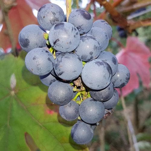 Grape Boskoop Glory - Indoor or Outdoor, Almost Seedless - Future Forests