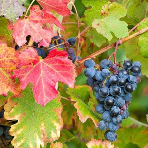 Grape Boskoop Glory - Indoor or Outdoor, Almost Seedless - Future Forests