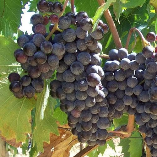 Grape Boskoop Glory - Indoor or Outdoor, Almost Seedless - Future Forests