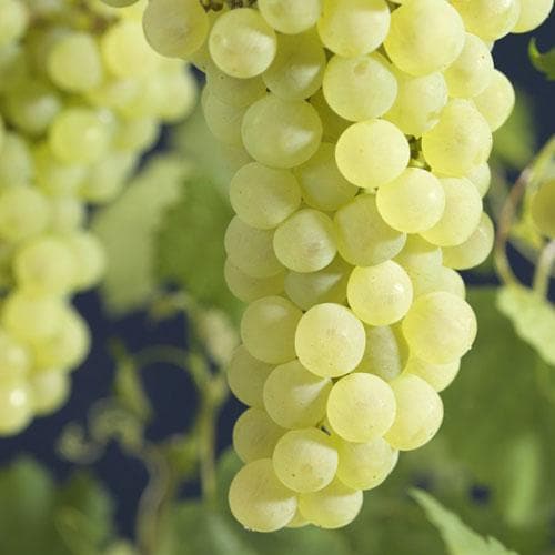 Grape Vroege van der Laan, Indoor or Outdoor, Seeded - Future Forests