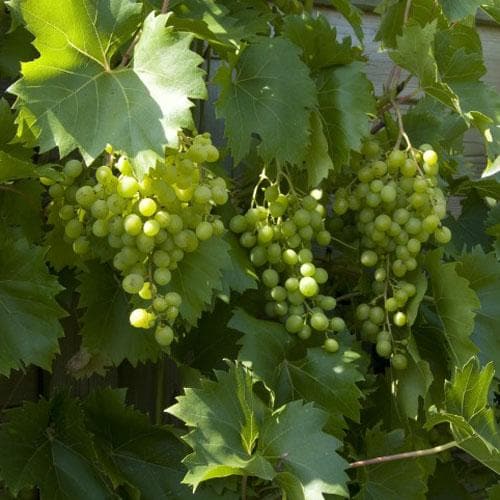 Grape Vroege van der Laan, Indoor or Outdoor, Seeded - Future Forests