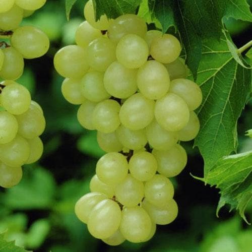 Grape Vroege van der Laan, Indoor or Outdoor, Seeded - Future Forests