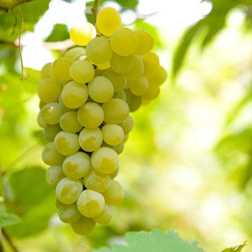 Grape Vroege van der Laan, Indoor or Outdoor, Seeded - Future Forests
