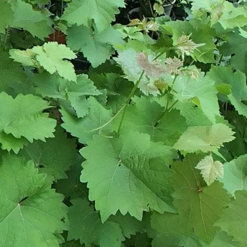 Grape Vroege van der Laan, Indoor or Outdoor, Seeded - Future Forests