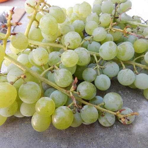 Grape Himrod - Future Forests