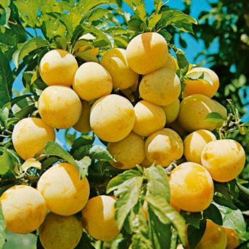 Plum Oullin's Golden Gage - Future Forests