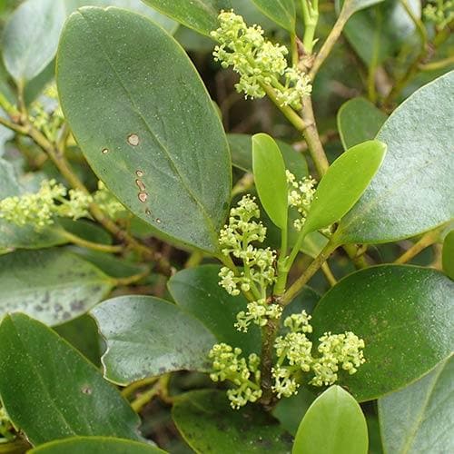 Seaside Hedge Mix