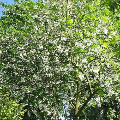 Halesia carolina - Future Forests