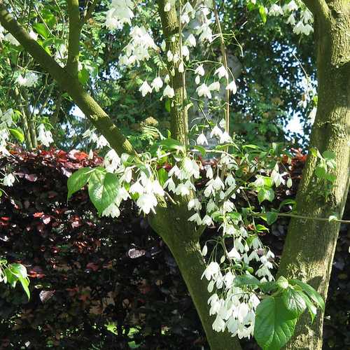 Halesia carolina - Future Forests