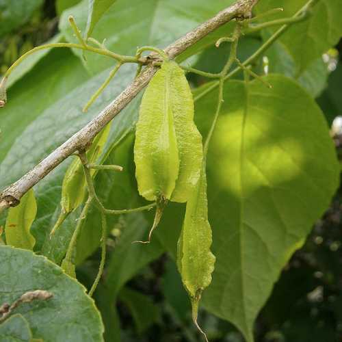 Halesia carolina - Future Forests