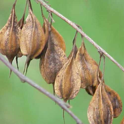 Halesia carolina - Future Forests