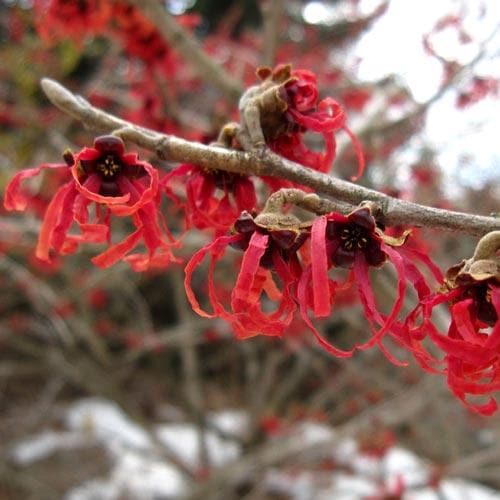 Hamamelis x intermedia Diane