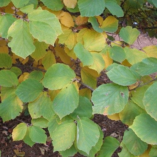 Hamamelis x intermedia Diane