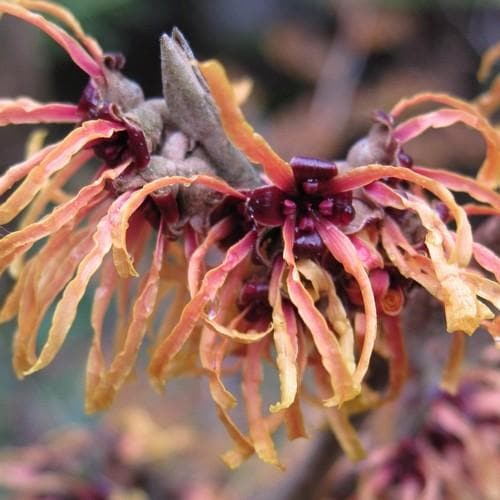 Hamamelis x intermedia Orange Beauty