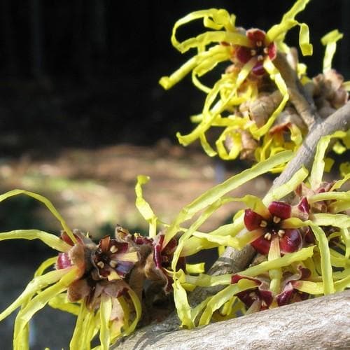 Hamamelis x intermedia Pallida - Future Forests