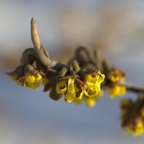 Hamamelis x intermedia Pallida - Future Forests