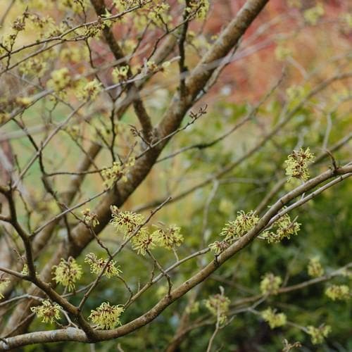 Hamamelis x intermedia Pallida - Future Forests