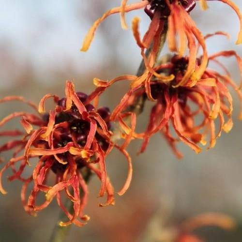 Hamamelis x intermedia Ruby Glow