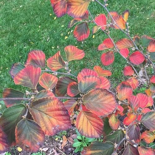 Hamamelis x intermedia Ruby Glow