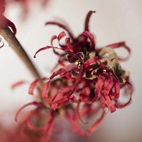Hamamelis x intermedia Ruby Glow