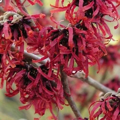 Hamamelis x intermedia Ruby Glow