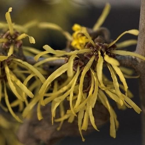 Hamamelis x intermedia Westerstede